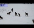 Wolves running free in the snow