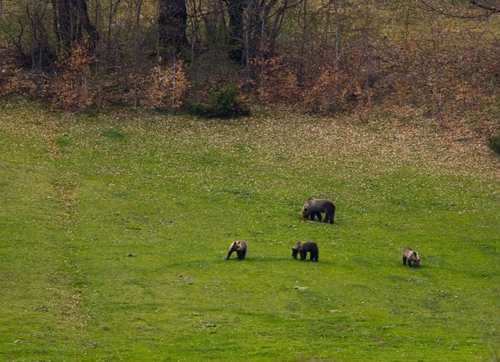 Bear and 3 cubs