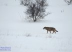 lupo nella neve