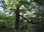Ancient beech tree