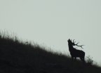 Stag roaring